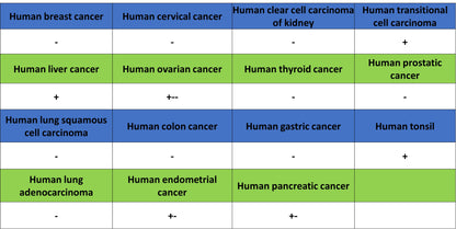 ROBO1 Recombinant Rabbit mAb (S-2931-169)