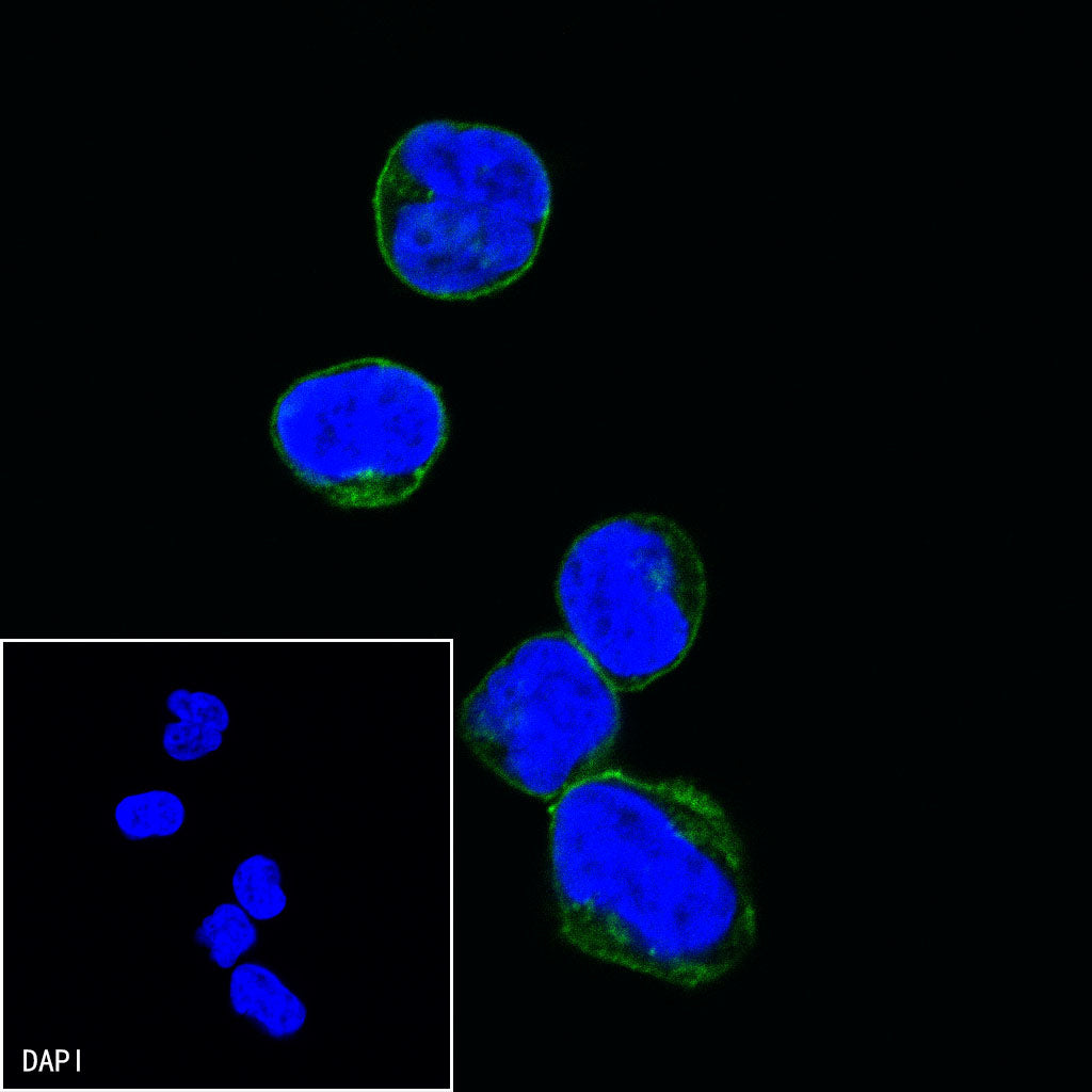 S-RMab® PD-1 Recombinant Mouse mAb,PBS Only (SDT-R143)