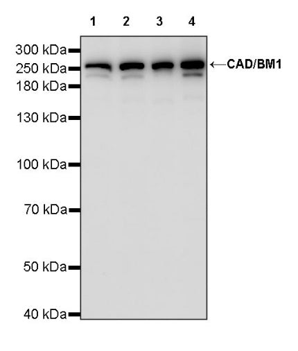 CAD/BM1 Recombinant Rabbit mAb (S-1650-21)