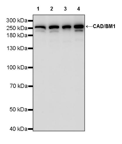 CAD/BM1 Recombinant Rabbit mAb (S-1650-21)