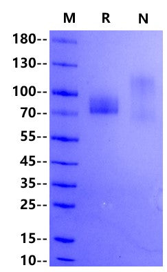 Biotinylated B7-H3 (4Ig)/B7-H3b His&Avi Tag Protein, Human