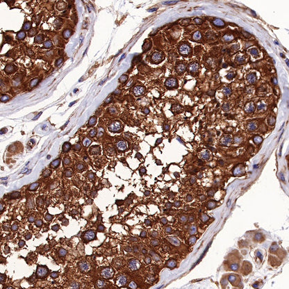 α-tubulin Mouse mAb (S-364-1)