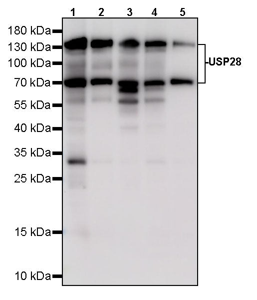 USP28 Recombinant Rabbit mAb (S-5357)