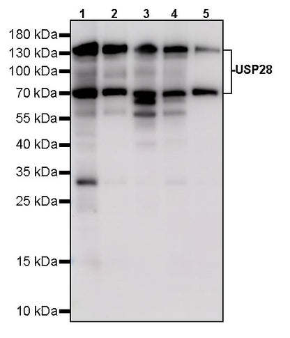 USP28 Recombinant Rabbit mAb (S-5357)