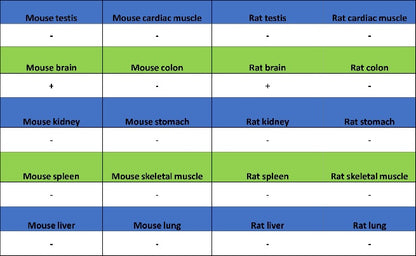 KCC2 Recombinant Rabbit mAb (S-3044-2)