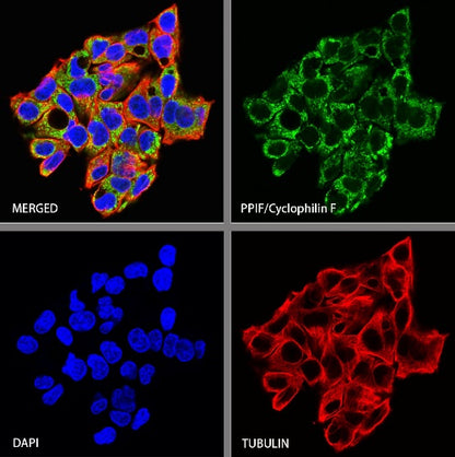PPIF/Cyclophilin F Recombinant Rabbit mAb (S-2043-61)