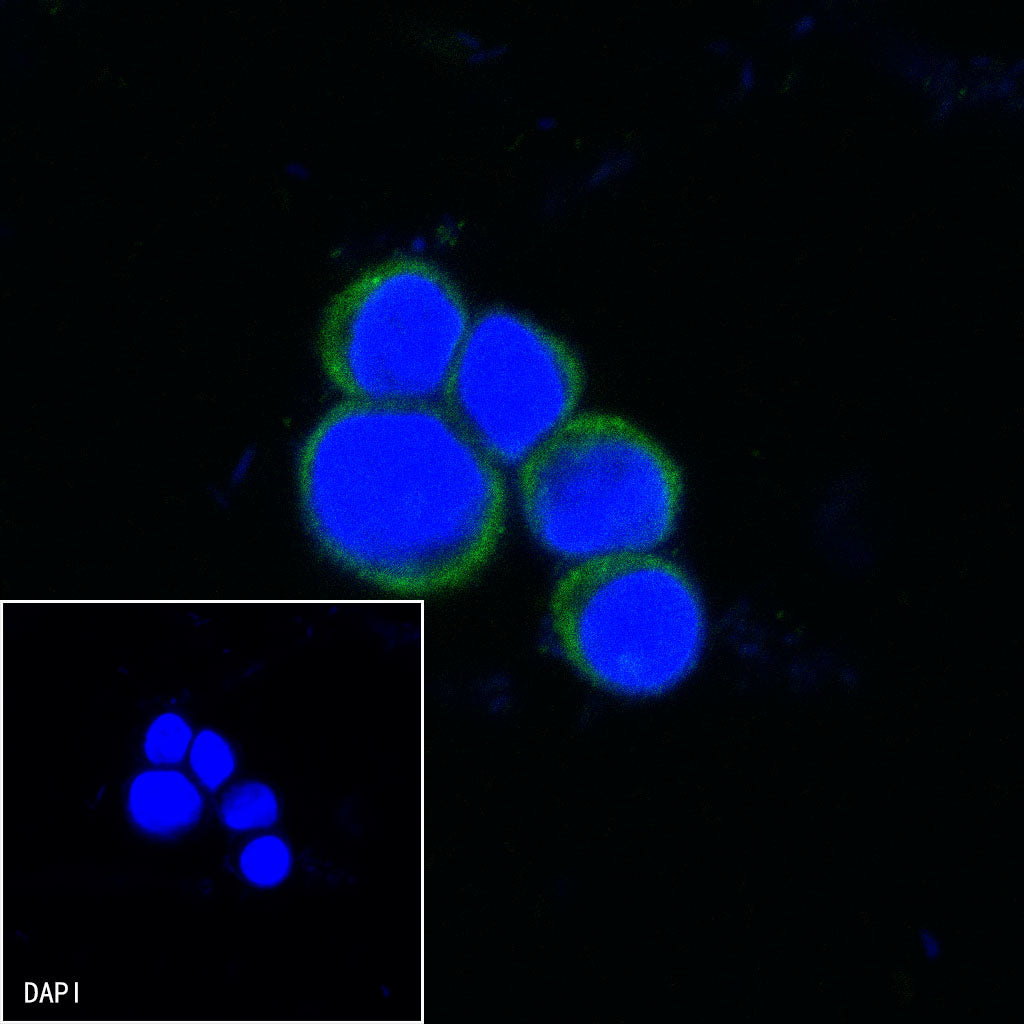 Invivo anti-mouse PD-1 Recombinant mAb (RMP1-14)
