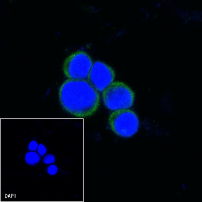 Invivo anti-mouse PD-1 Recombinant mAb (RMP1-14)
