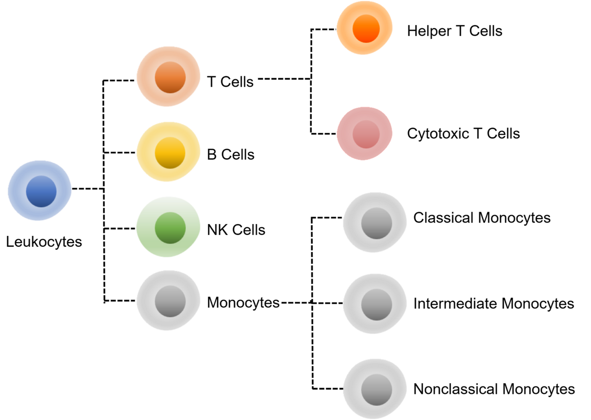 Human T+B+NK+Monocyte Panel Kit (CD3/CD4/CD8/CD14/CD16/CD19)