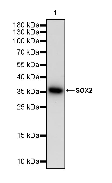 SOX2 Recombinant Rabbit mAb (S-5000)