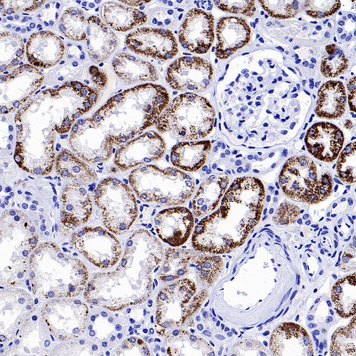 SLC25A51 Recombinant Rabbit mAb (S-2070-74)