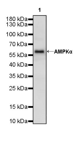 AMPKα Recombinant Rabbit mAb (S-455-38)
