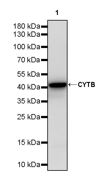 CYTB Recombinant Rabbit mAb (S-3877-15)