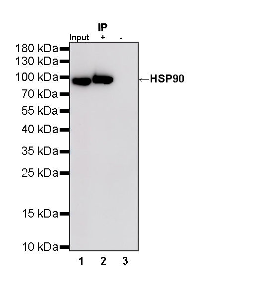 HSP90 Recombinant Rabbit mAb (S-5412)