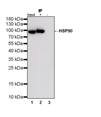 HSP90 Recombinant Rabbit mAb (S-5412)