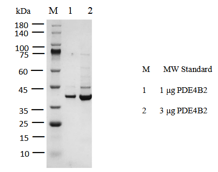 PDE4B2 His Tag Protein, Human
