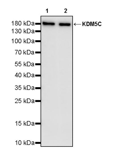 KDM5C Recombinant Rabbit mAb (S-2958-146)
