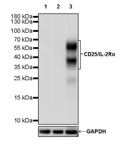 CD25/IL-2Rα Recombinant Rabbit mAb (S-548-137)