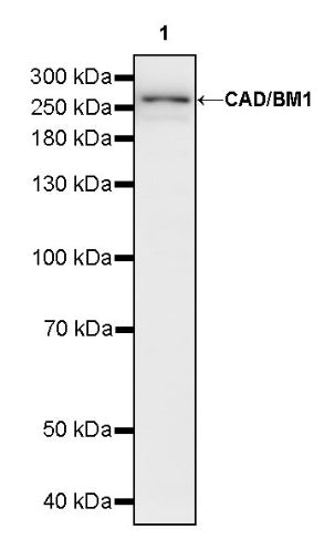 CAD/BM1 Recombinant Rabbit mAb (S-1650-72)