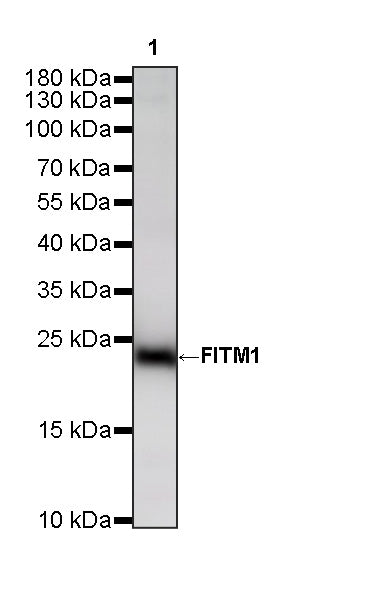FITM1 Recombinant Rabbit mAb (S-3819-65)