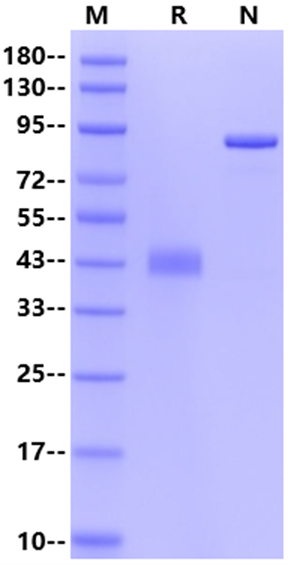 TNFRSF10B/TRAIL R2 Fc Chimera Protein, Human