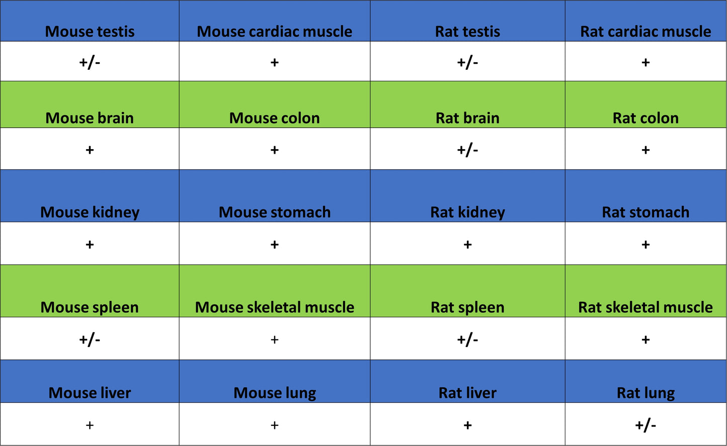 NDUFB8 Recombinant Mouse mAb (S-M0007)