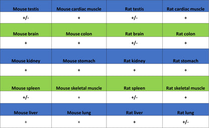 NDUFB8 Recombinant Mouse mAb (S-M0007)