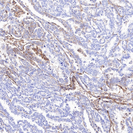 BST2 Recombinant Rabbit mAb (S-534-103)