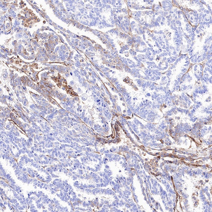 BST2 Recombinant Rabbit mAb (S-534-103)