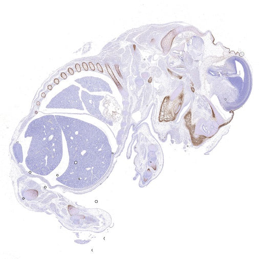 Sp7/Osterix Recombinant Rabbit mAb, PBS Only  (SDT-3238-16)