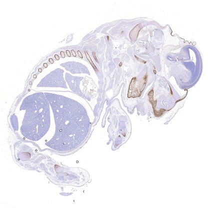 Sp7/Osterix Recombinant Rabbit mAb, PBS Only  (SDT-3238-16)