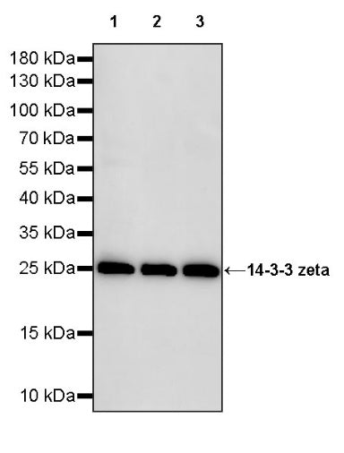 14-3-3 zeta Recombinant Rabbit mAb (S-1092-31)