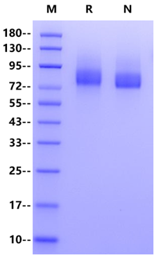 M-CSFR His Tag Protein, Human