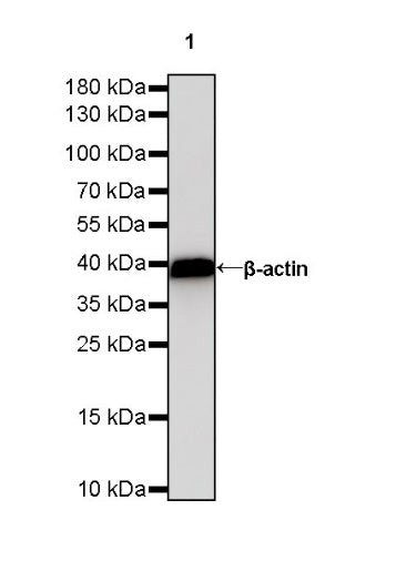 Goat Anti-Rabbit IgG mAb, HRP