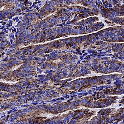Cleaved Caspase-3 (Asp175) Recombinant Rabbit mAb (S-2817)