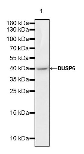 DUSP6 Rabbit Polyclonal antibody