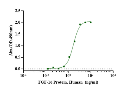 FGF-16 Protein, Human