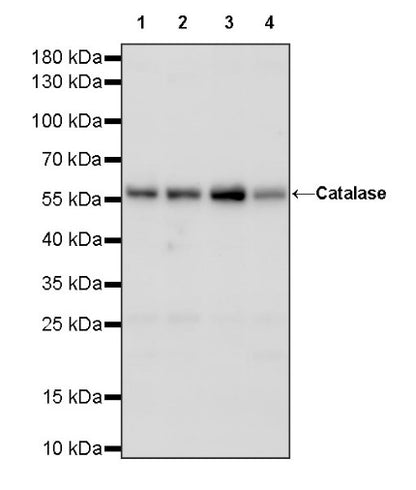 Catalase Rabbit Polyclonal Antibody