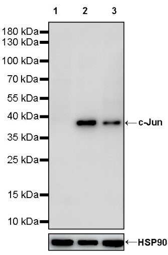 c-Jun Recombinant Rabbit mAb (S-494-457)