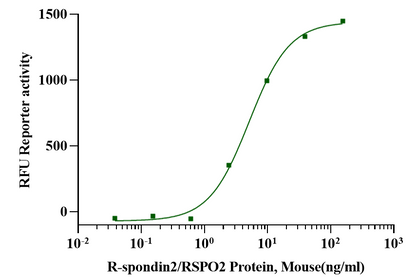R-Spondin2/RSPO2 Protein, Mouse
