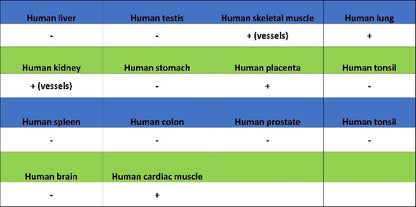 FABP4 Recombinant Rabbit mAb (S-1360-168)