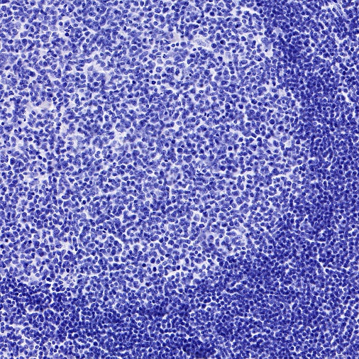 S-RMab®Rabbit mAb IgG Isotype Control (S-R058)