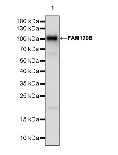 FAM129B Recombinant Rabbit mAb (S-1534-24)