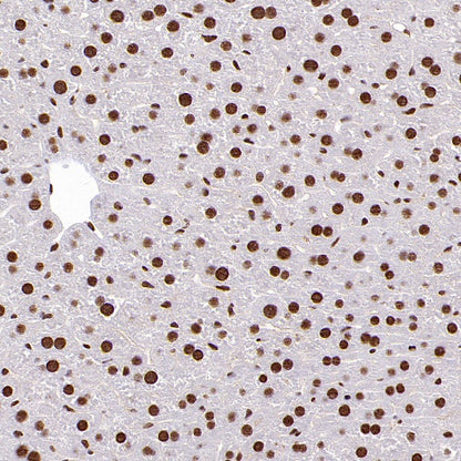 ENT2 Rabbit Polyclonal Antibody
