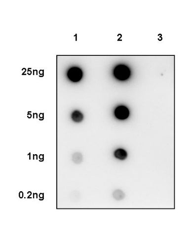 Phospho-NRF2 (Ser40) Recombinant Rabbit mAb (S-1720-97)