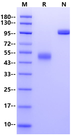 CD63 Fc Chimera Protein, Human