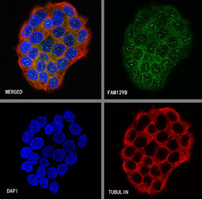 FAM129B Recombinant Rabbit mAb (S-1534-24)