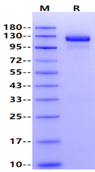 Biotinylated ErbB2/Her2 Fc&Avi Tag Protein, Human