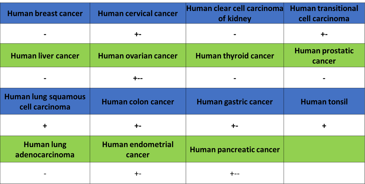 CCL18 Recombinant Rabbit mAb (S-2788-25)