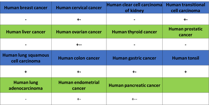 CCL18 Recombinant Rabbit mAb (S-2788-25)